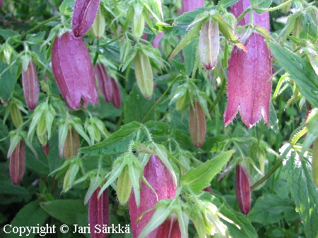 Campanula punctata f. rubriflora